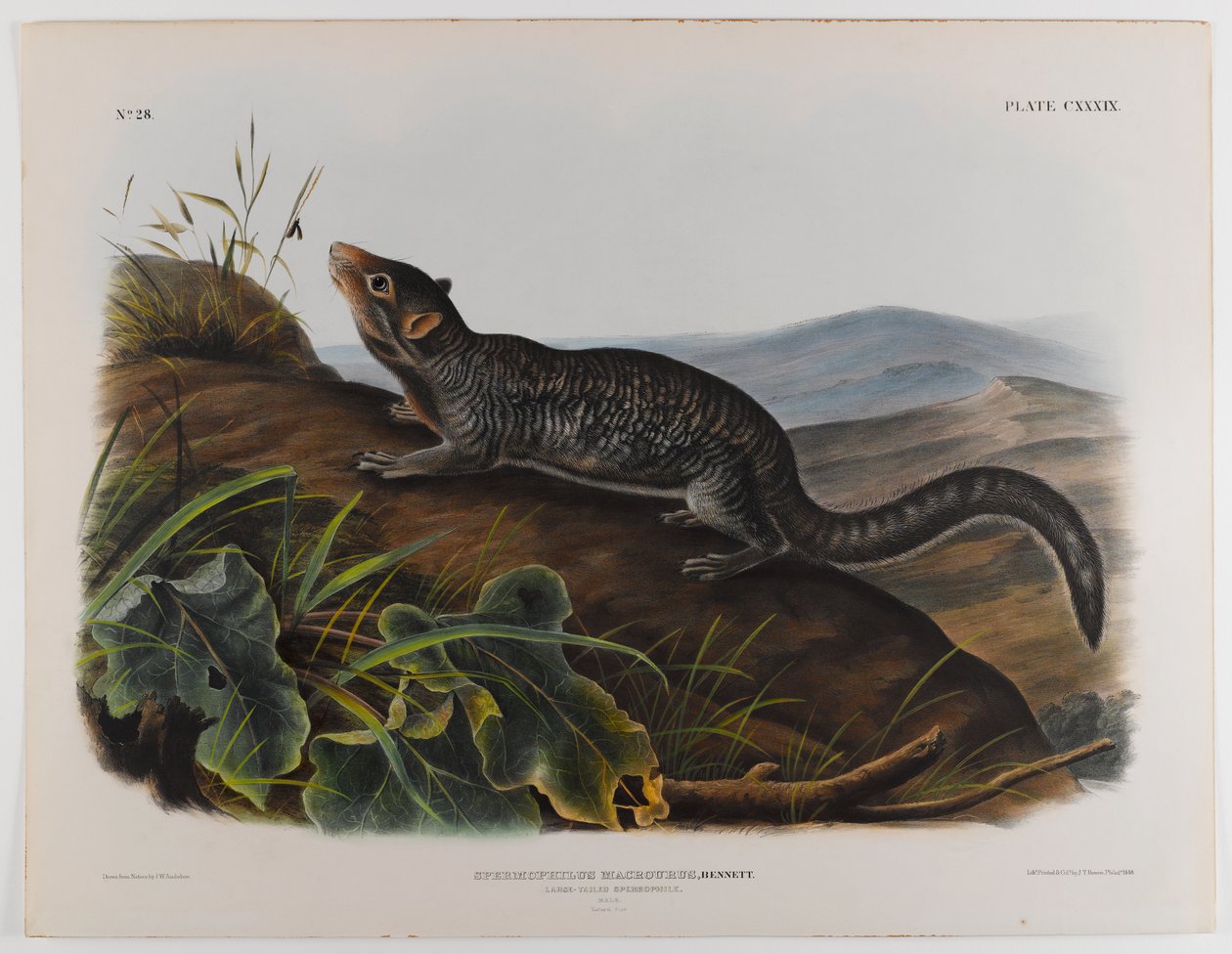 Isohäntäinen spermofiili tekijältä John James Audubon