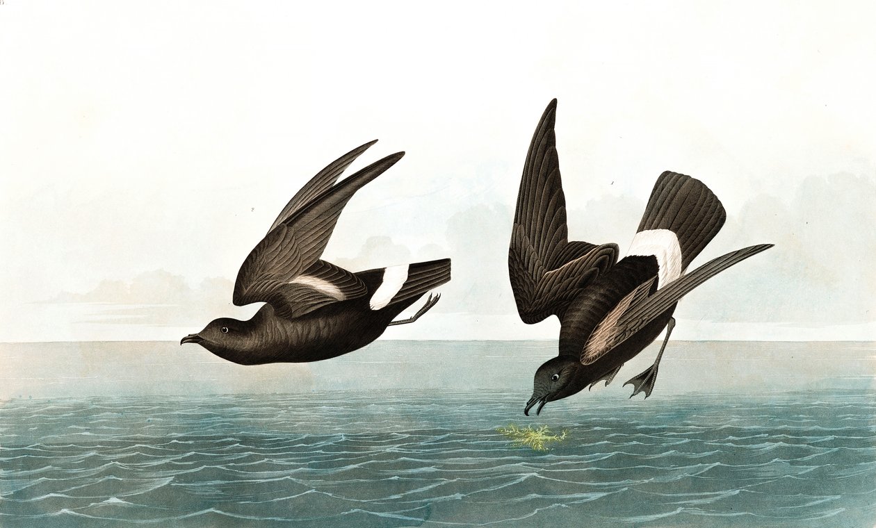 Least Stormy Petrel, Thalassidroma Pelagica, John J. Audubonin "The Birds of America" -julkaisusta, pub. 1827-38 tekijältä John James Audubon