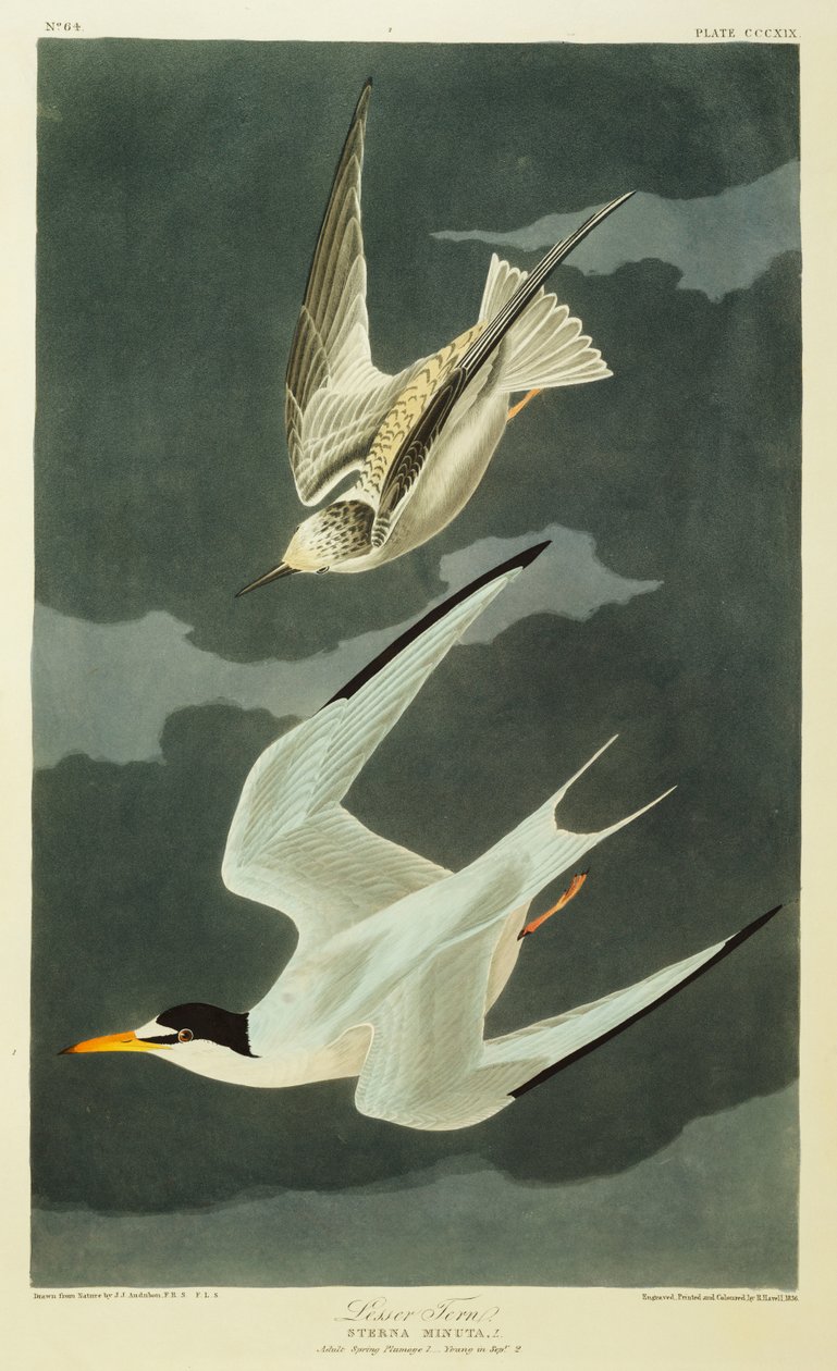 Pikkutiira. Pikkutiira tekijältä John James Audubon
