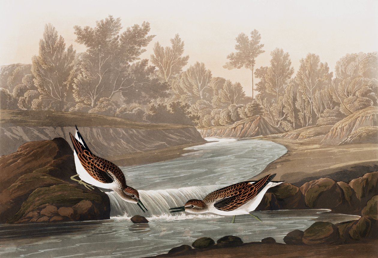 Little Sandpiper, Tringa Pusilla, elokuvasta "The Birds of America", kirjoittanut John J. Audubon, pub. 1827-38 tekijältä John James Audubon