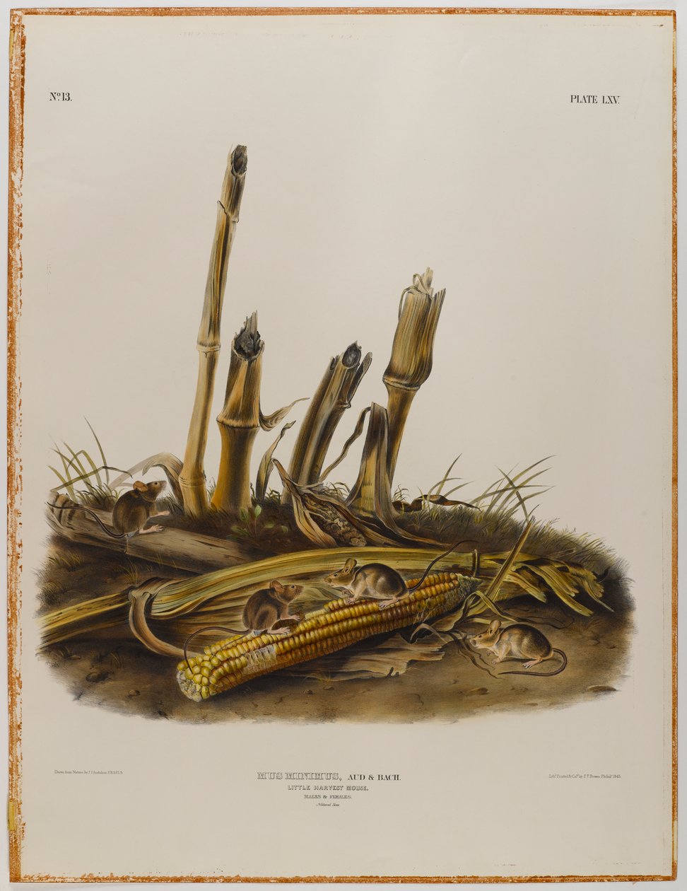 Pieni sadonkorjuuhiiri tekijältä John James Audubon