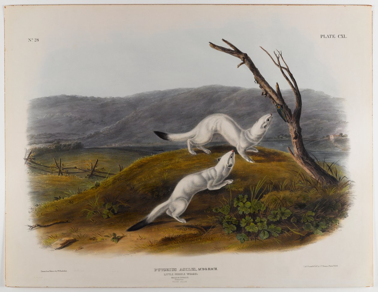Pieni ketterä lumikko tekijältä John James Audubon