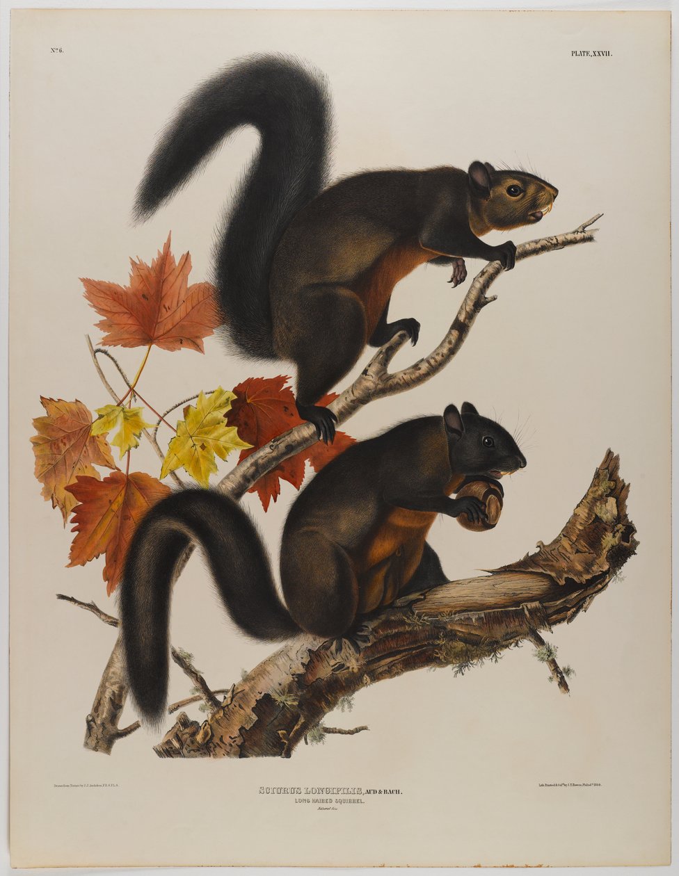 Pitkäkarvainen orava tekijältä John James Audubon