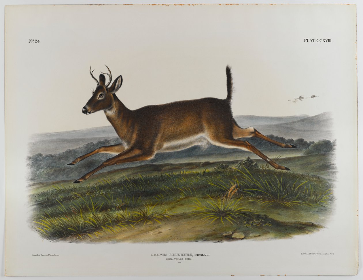 Pitkähäntäpeura, 1847 tekijältä John James Audubon