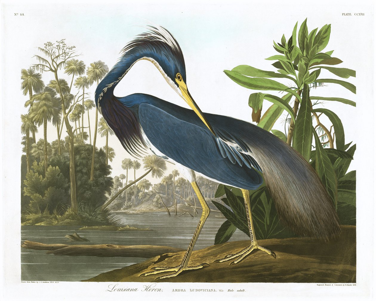 Louisianahaikara, 1834 tekijältä John James Audubon