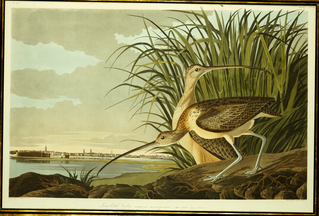 Uros ja naaras Long Billed Curlew tekijältä John James Audubon