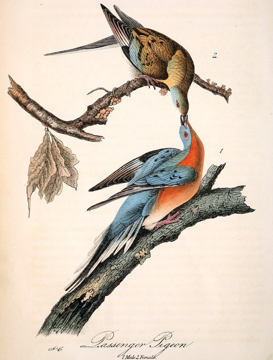 Mershonin Matkustajakyyhky (Audubon-levy, sato). tekijältä John James Audubon