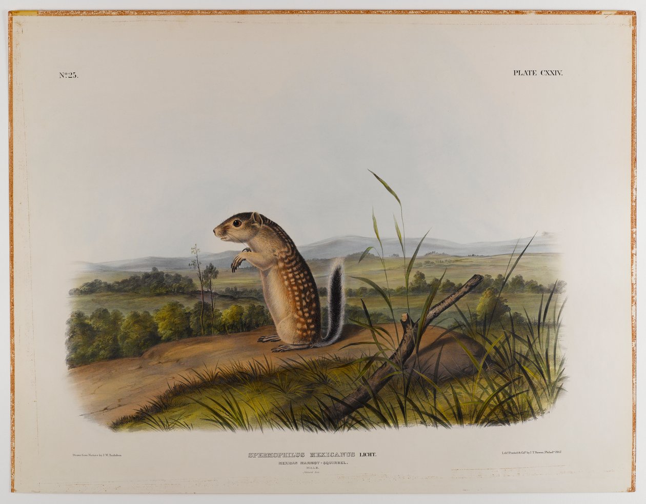 Meksikon murmeli-orava tekijältä John James Audubon