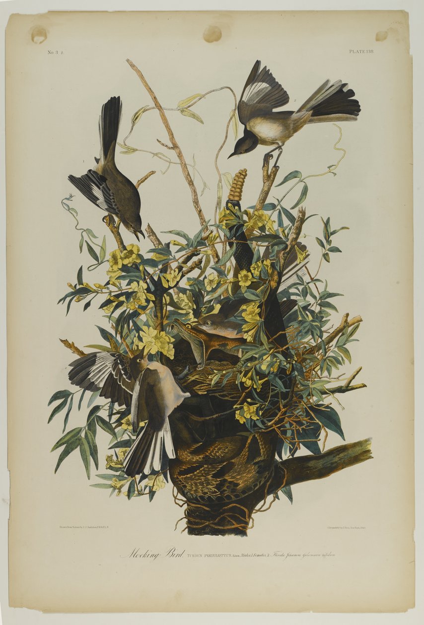 Mocking Bird, paina Julien Bien ja julkaisi Roe Lockwood & Son, 1861 (kromolitografia) tekijältä John James Audubon