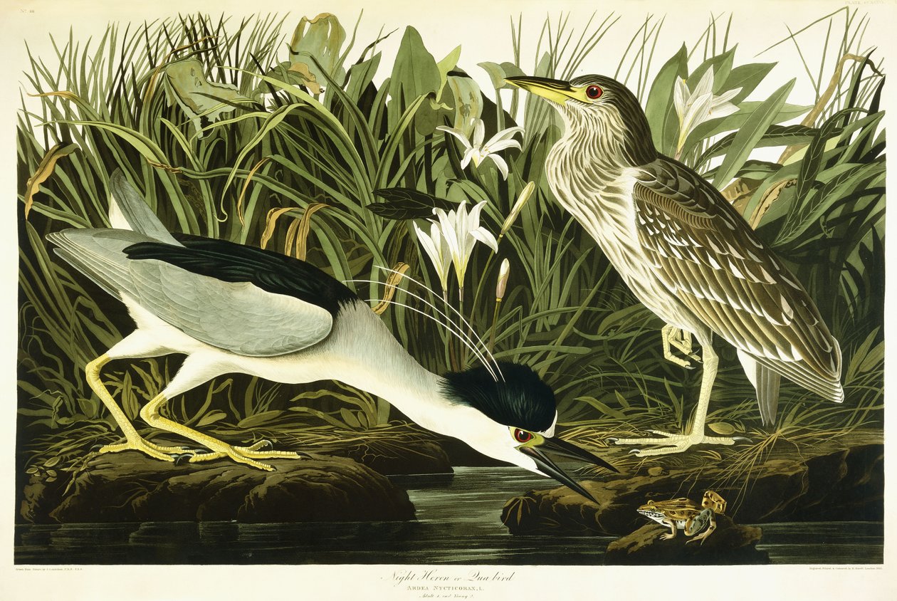 Night Heron tai Lua Bird, 1835 tekijältä John James Audubon