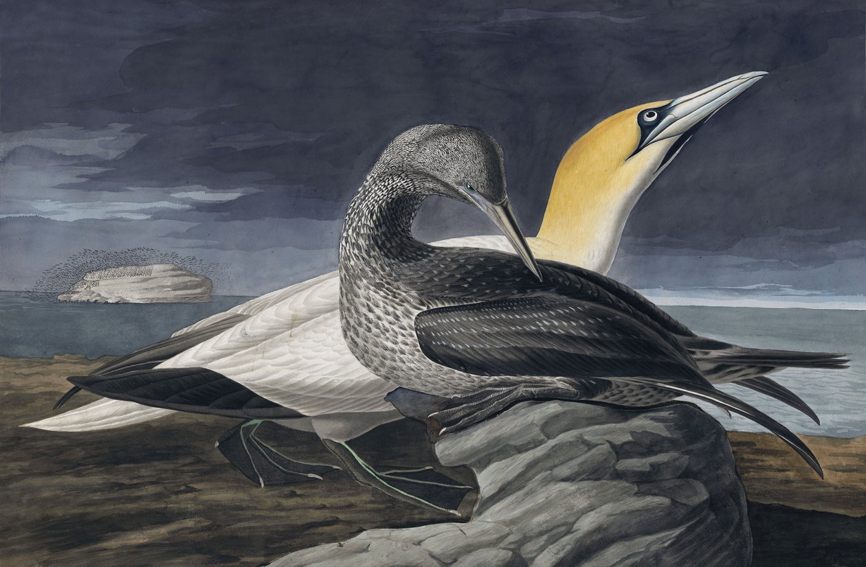 Northern Gannet, Morus Bassanus, John J. Audubonin "The Birds of America" -julkaisusta, pub. 1827-38 tekijältä John James Audubon