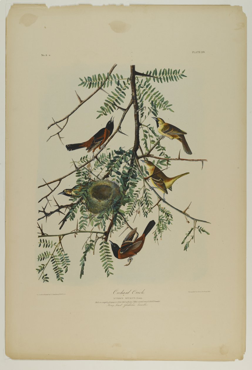 Orchard Oriole, paina Julien Bien ja julkaisi Roe Lockwood & Son, 1861 (kromolitografia) tekijältä John James Audubon