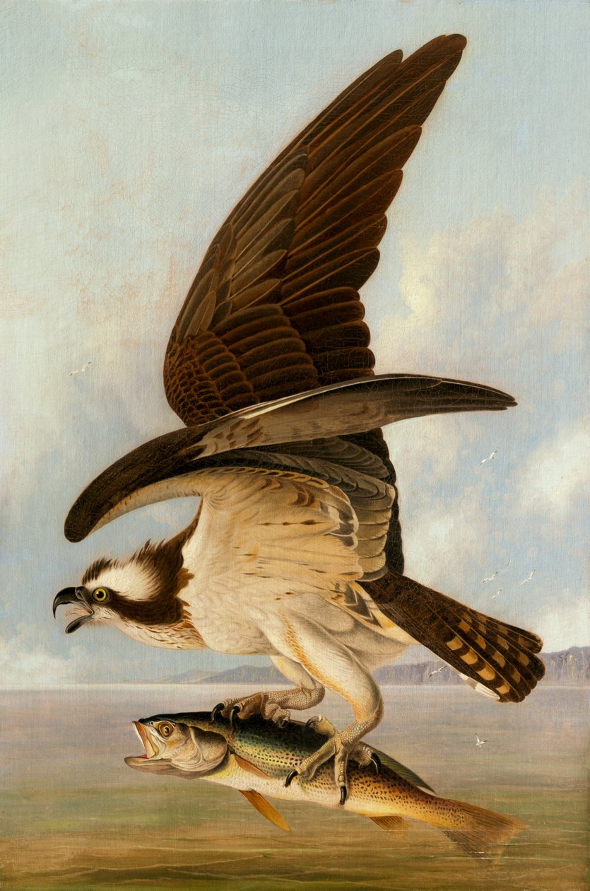 Kalasääski ja heikkokala tekijältä John James Audubon