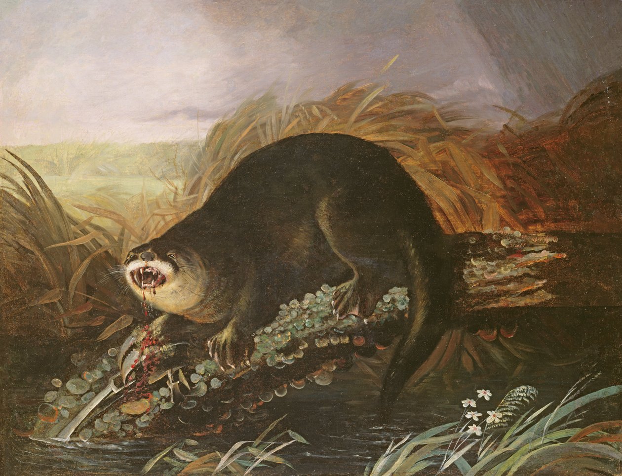 Sauko kiinni ansaan tekijältä John James Audubon