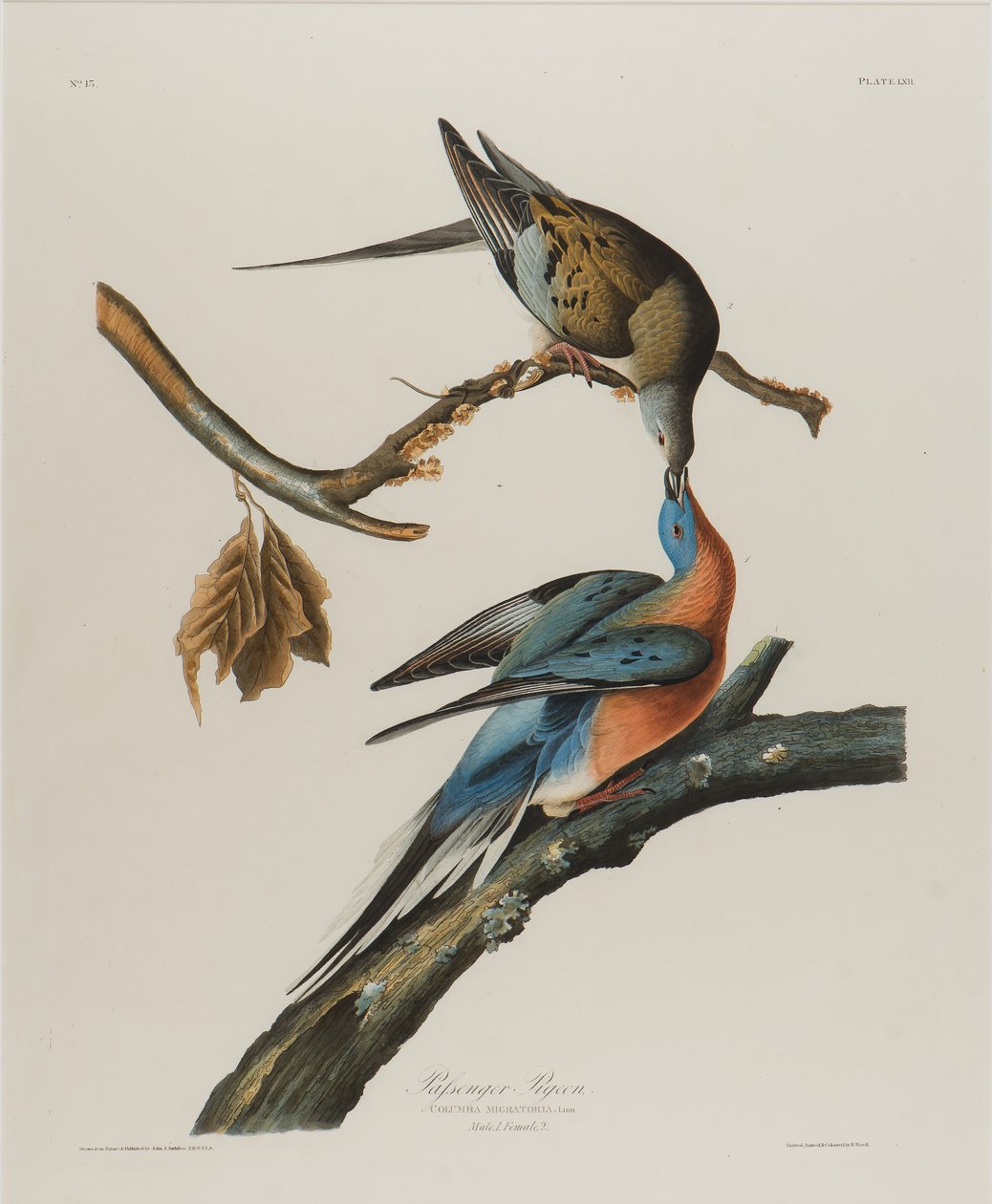 Matkustajakyyhkynen, 1827-1838 (wc paperilla) tekijältä John James Audubon