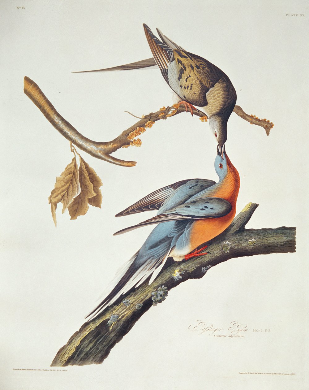 Passenger Pigeon, "Birds of America" tekijältä John James Audubon
