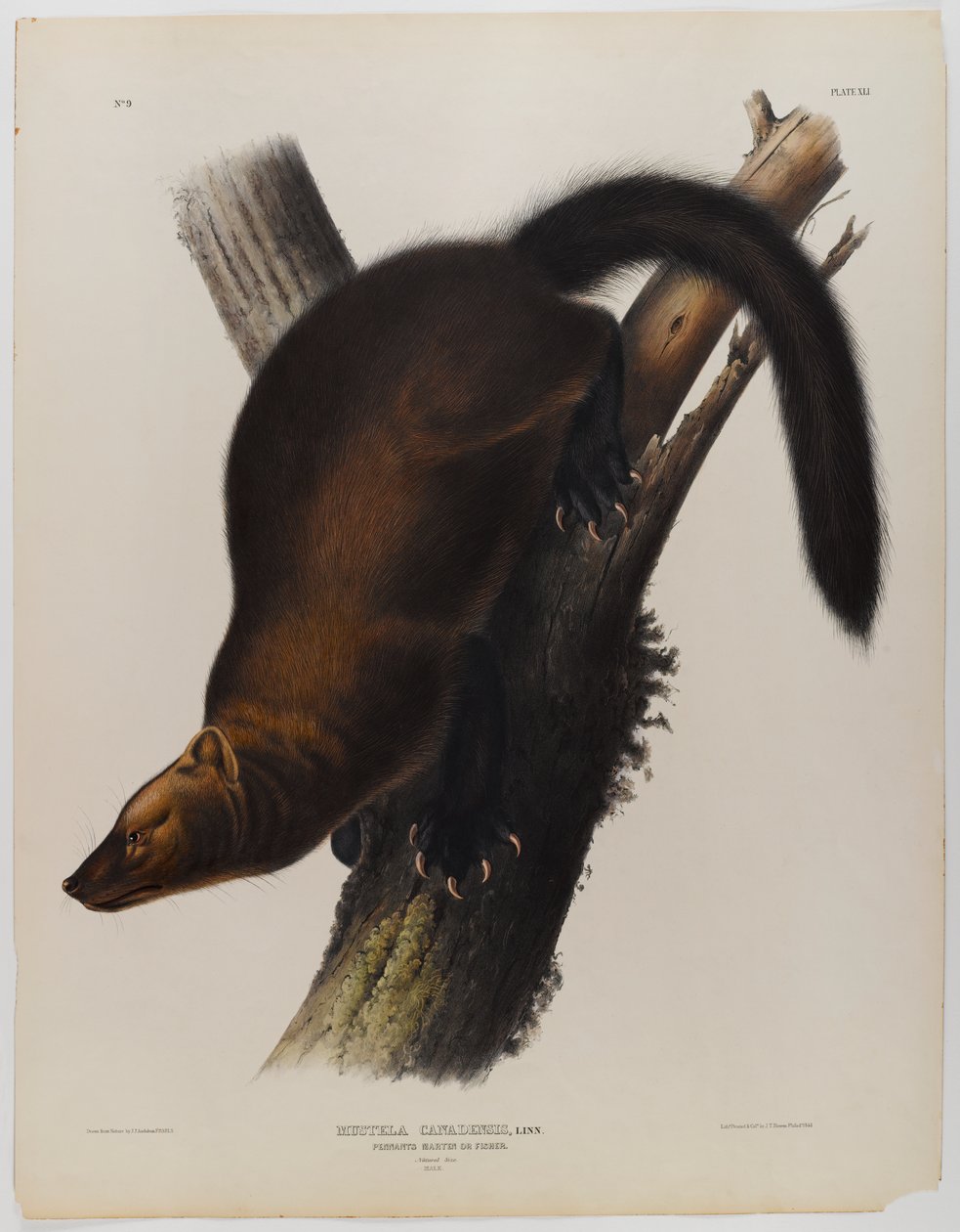 Viirit martin tai fisher tekijältä John James Audubon