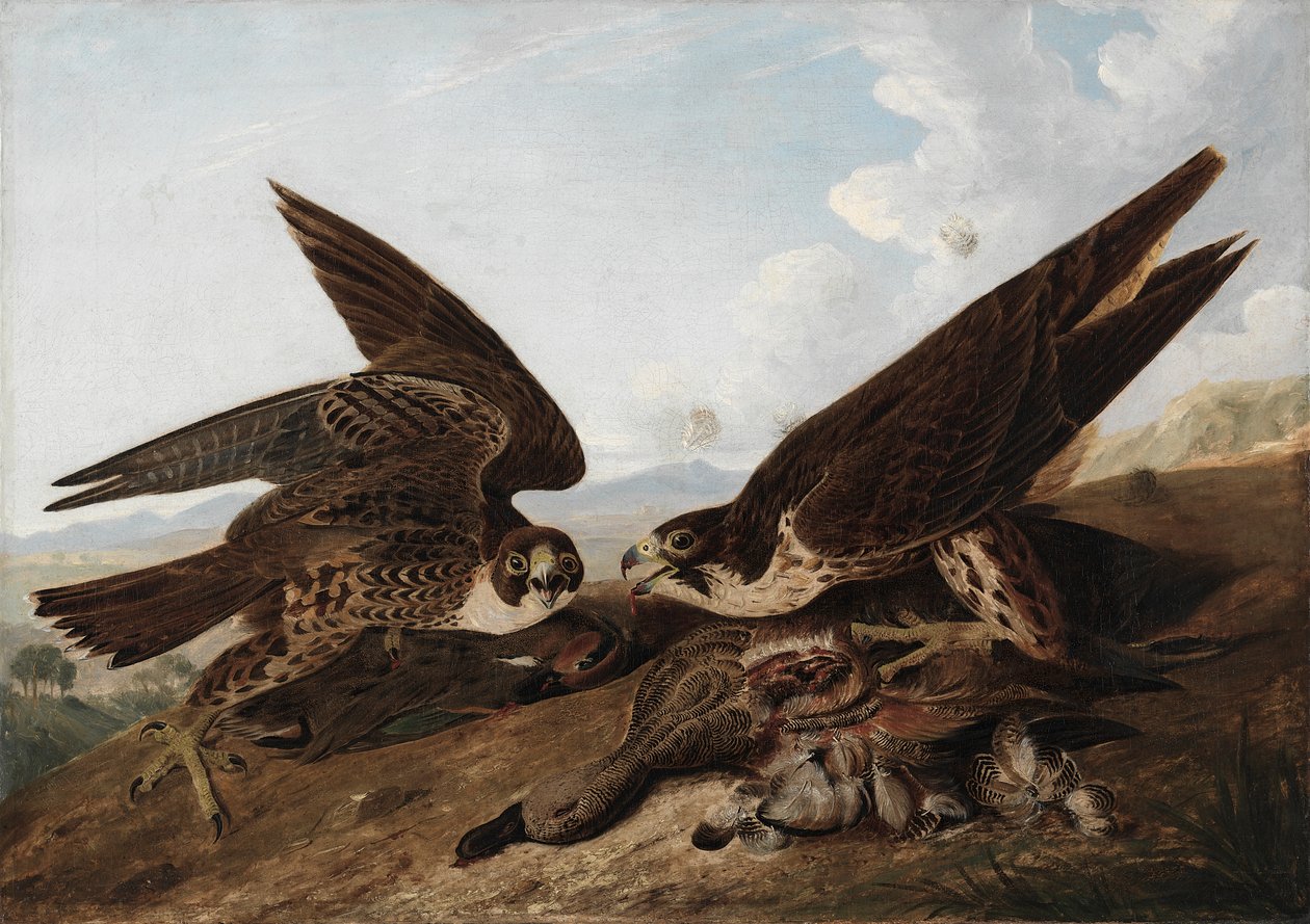 Peregrine Falcons (Duck Hawks) tekijältä John James Audubon