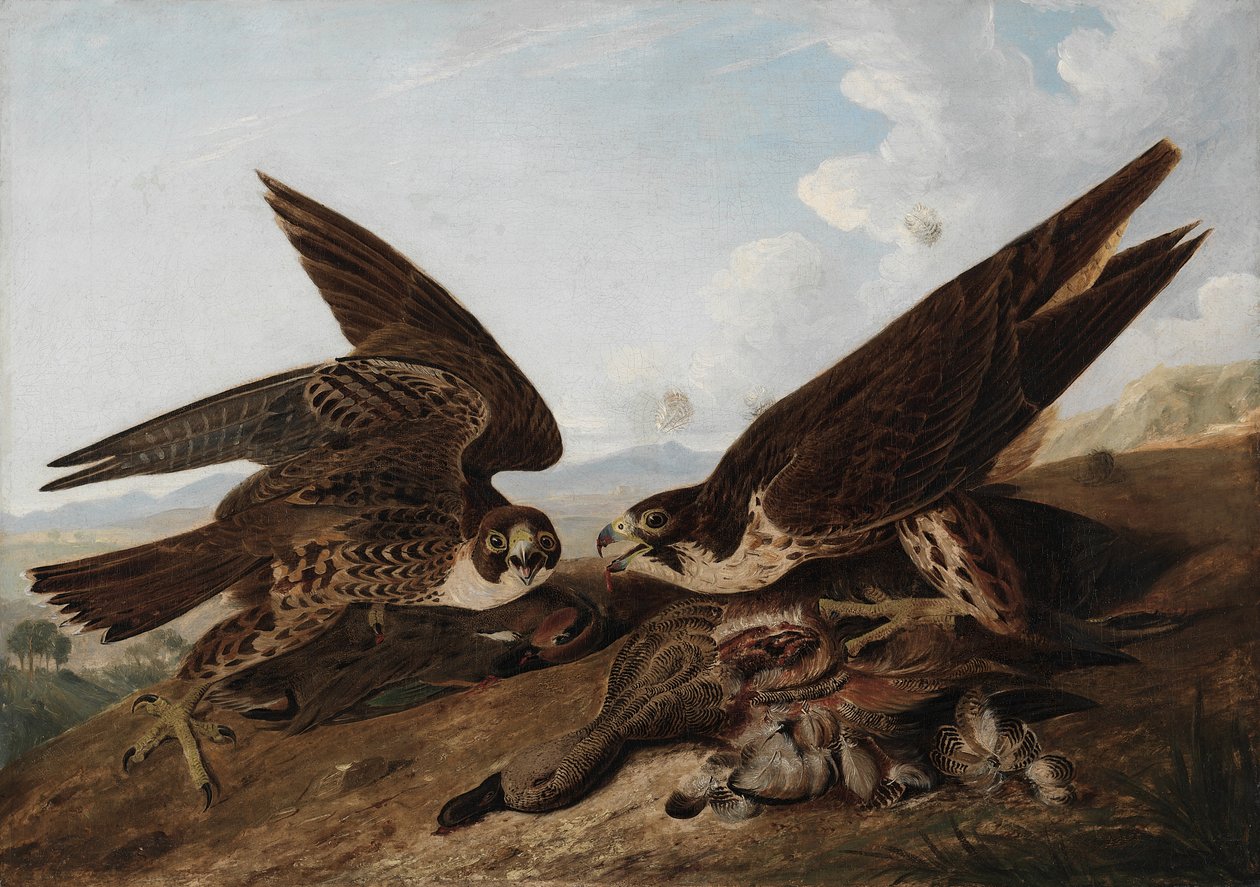 Peregrine Falcons tekijältä John James Audubon