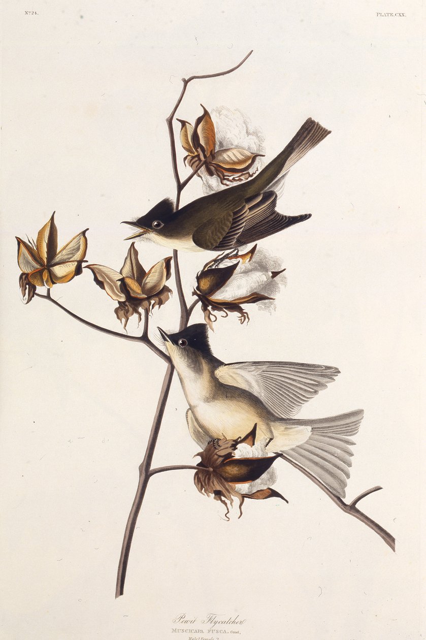 Pewit Flycatcher. Teoksesta The Birds of America, 1827-1838. tekijältä John James Audubon