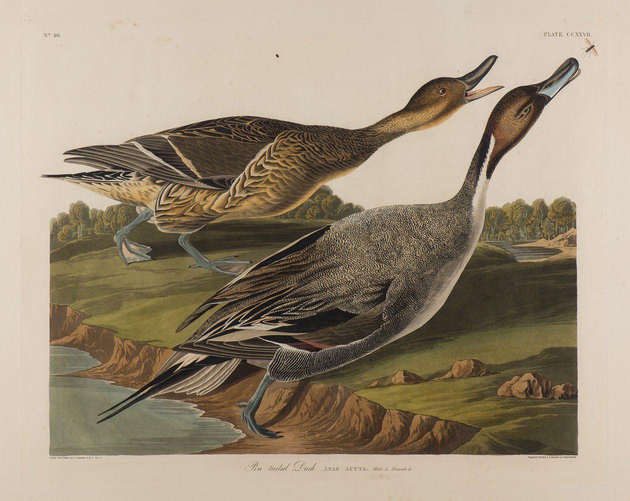 Pin Tailed Duck, 1834 (wc paperilla) tekijältä John James Audubon