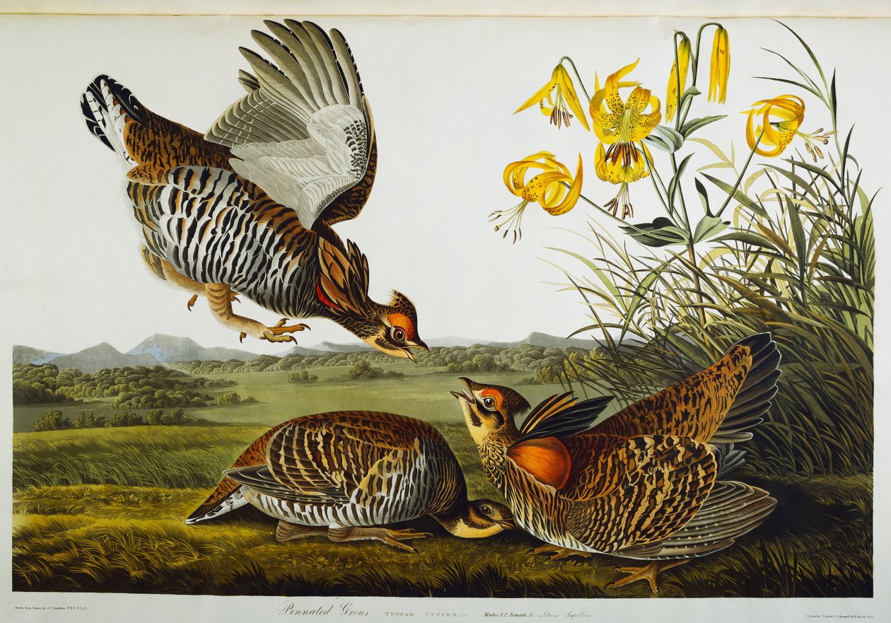 Pinnated Grouse. Greater Prairie Chicken tekijältä John James Audubon