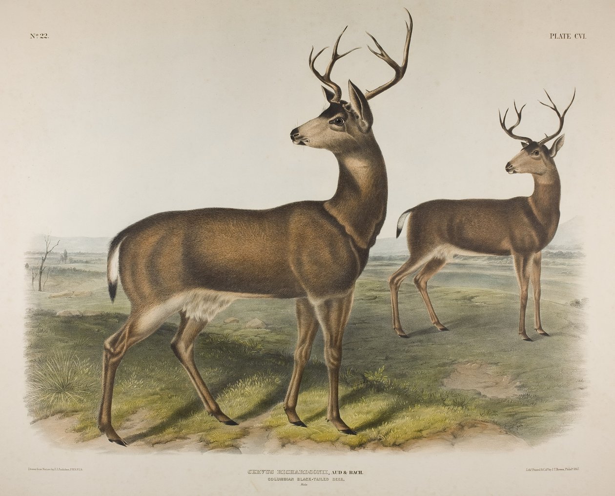 Levy 106. Cervus Richardsonii, Aud & Bach. Kolumbian mustapyrstöhirvi, 1848 tekijältä John James Audubon