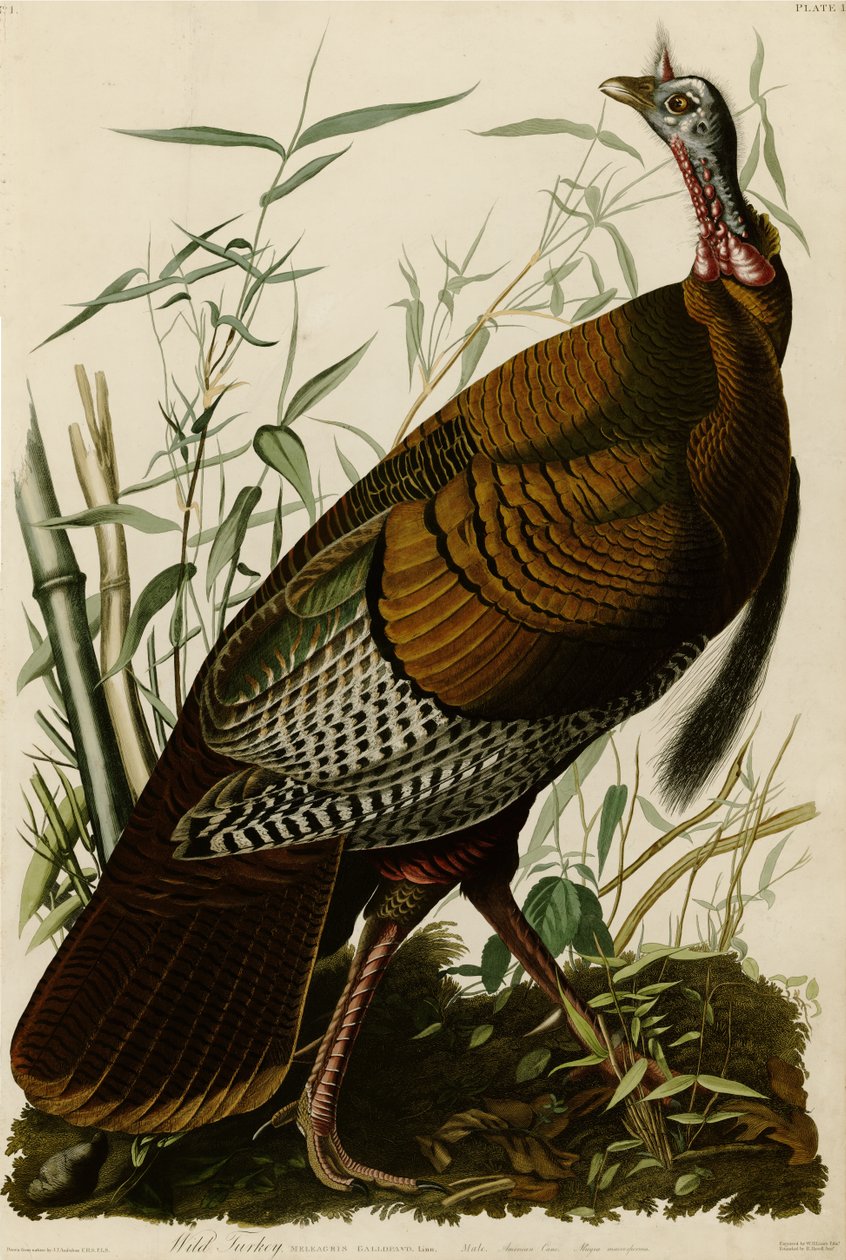 Birds of America -levy 1, joka kuvaa villiä Turkkia. tekijältä John James Audubon