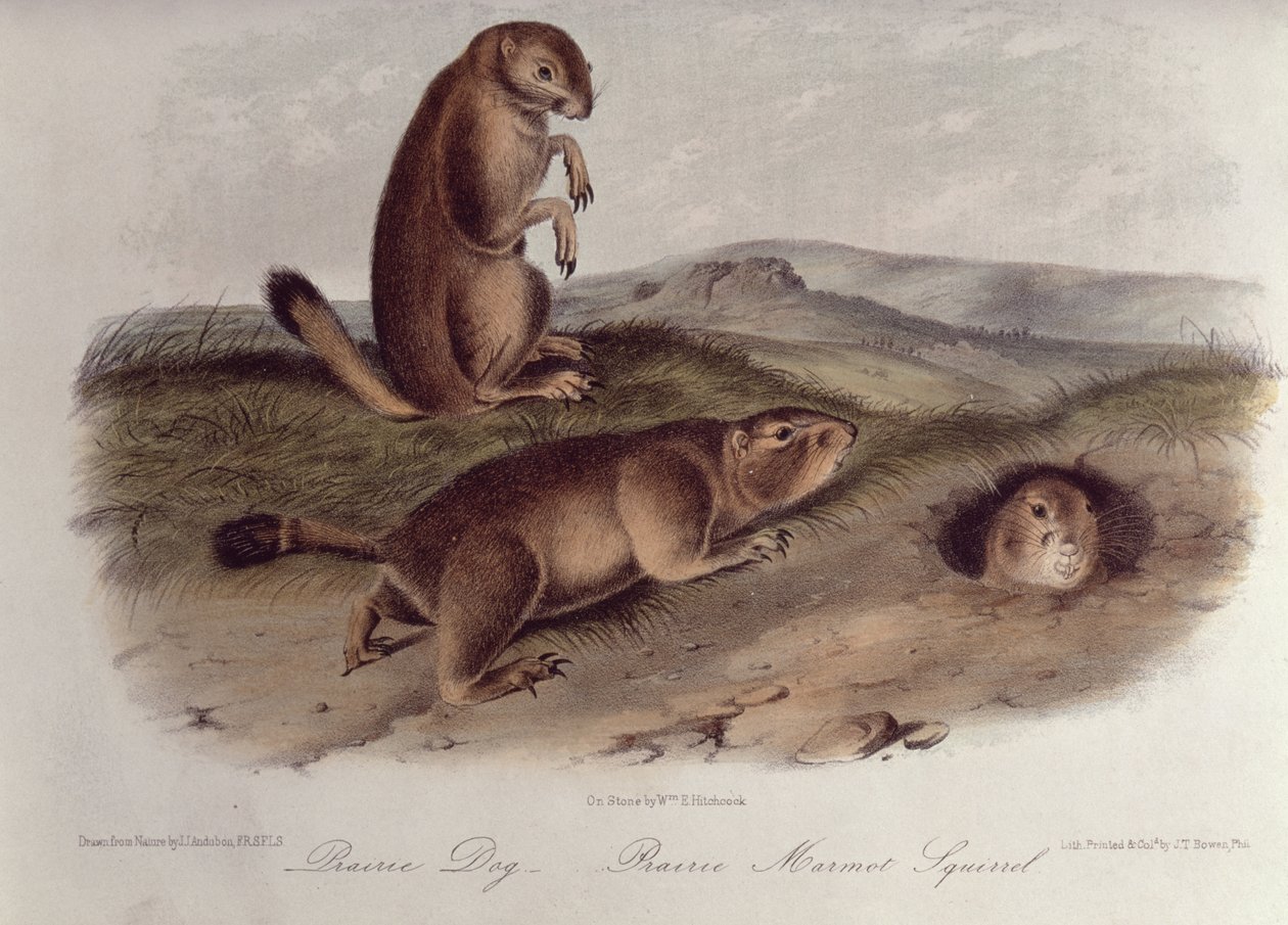 Preeriakoira elokuvasta "Quadrupeds of North America", 1842-5, (litografia) tekijältä John James Audubon