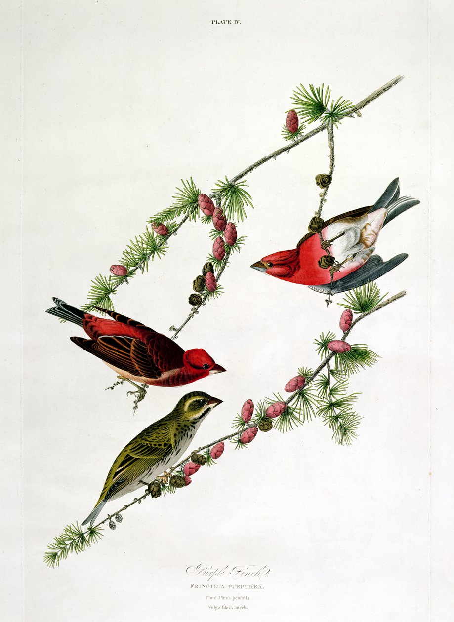 Purple Finch, teoksesta "Birds of America", kaiverrus William Home (1788-1859) tekijältä John James Audubon
