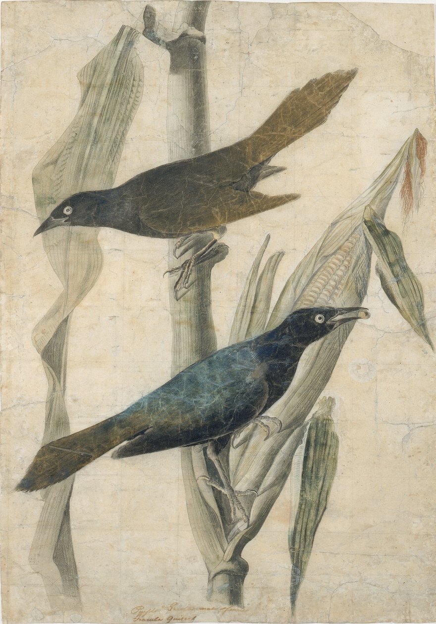 Purppura Grackle, 1800-luvun alkupuoli. tekijältä John James Audubon