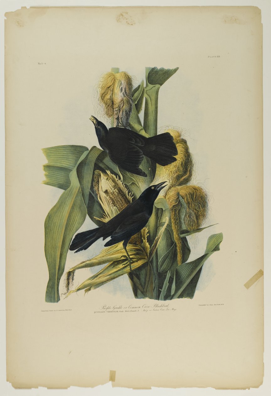Purple Grackle tai Common Crow Blackbird, paina Julien Bien ja julkaisi Roe Lockwood & Son, 1861 (kromolitografia) tekijältä John James Audubon