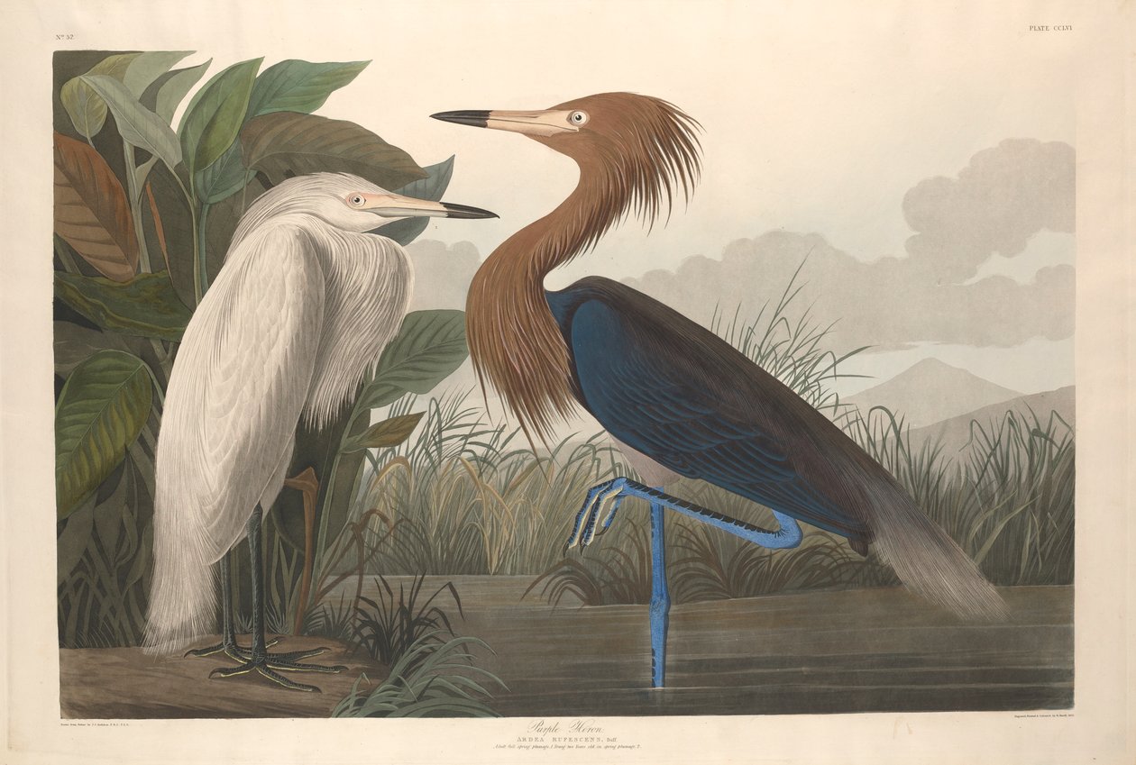 Purppurahaikara, 1835 tekijältä John James Audubon