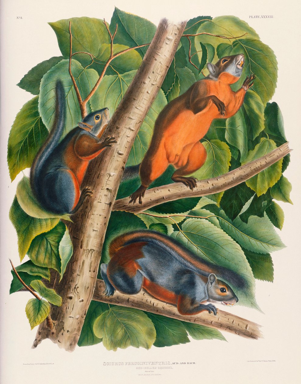 Punavatsa-orava tekijältä John James Audubon