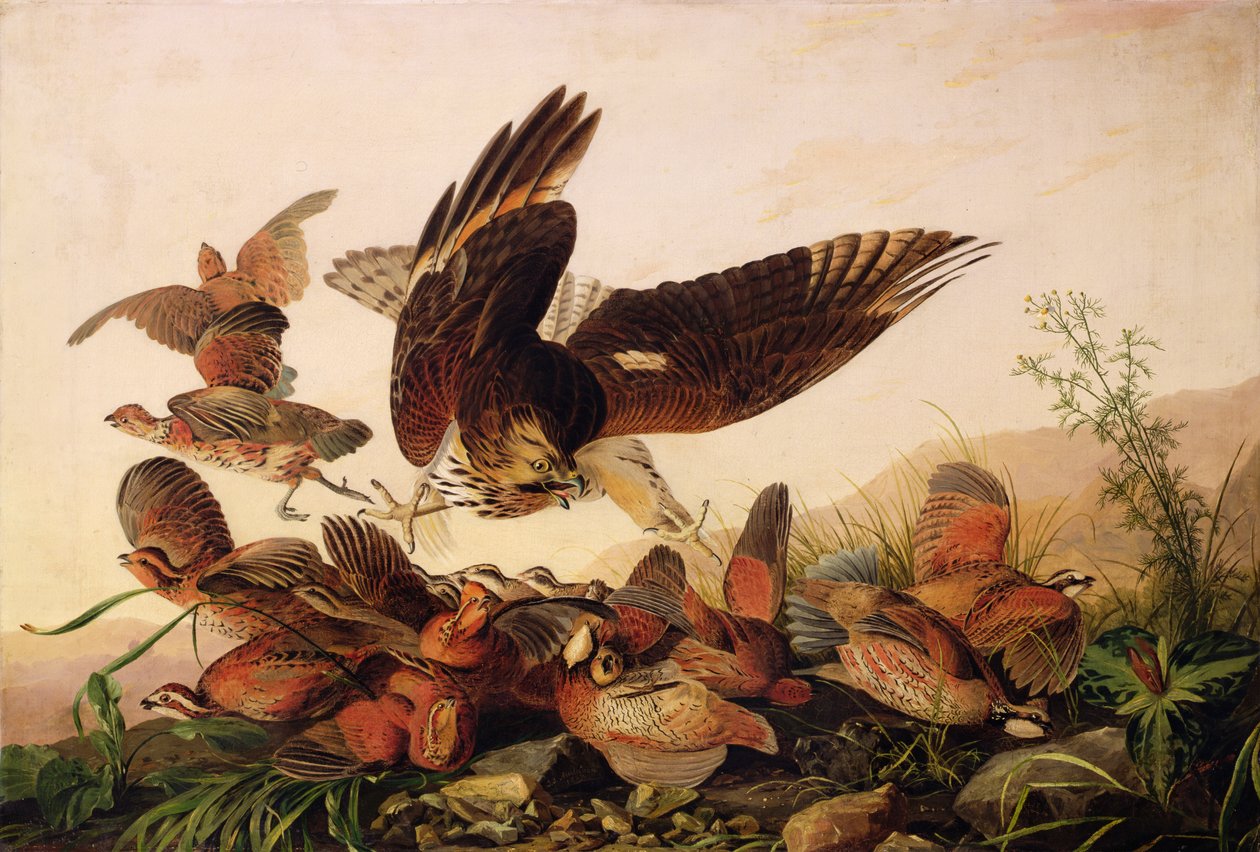 Red-Shouldered Hawk Attacking Bobwhite Partridges, 1827 tekijältä John James Audubon
