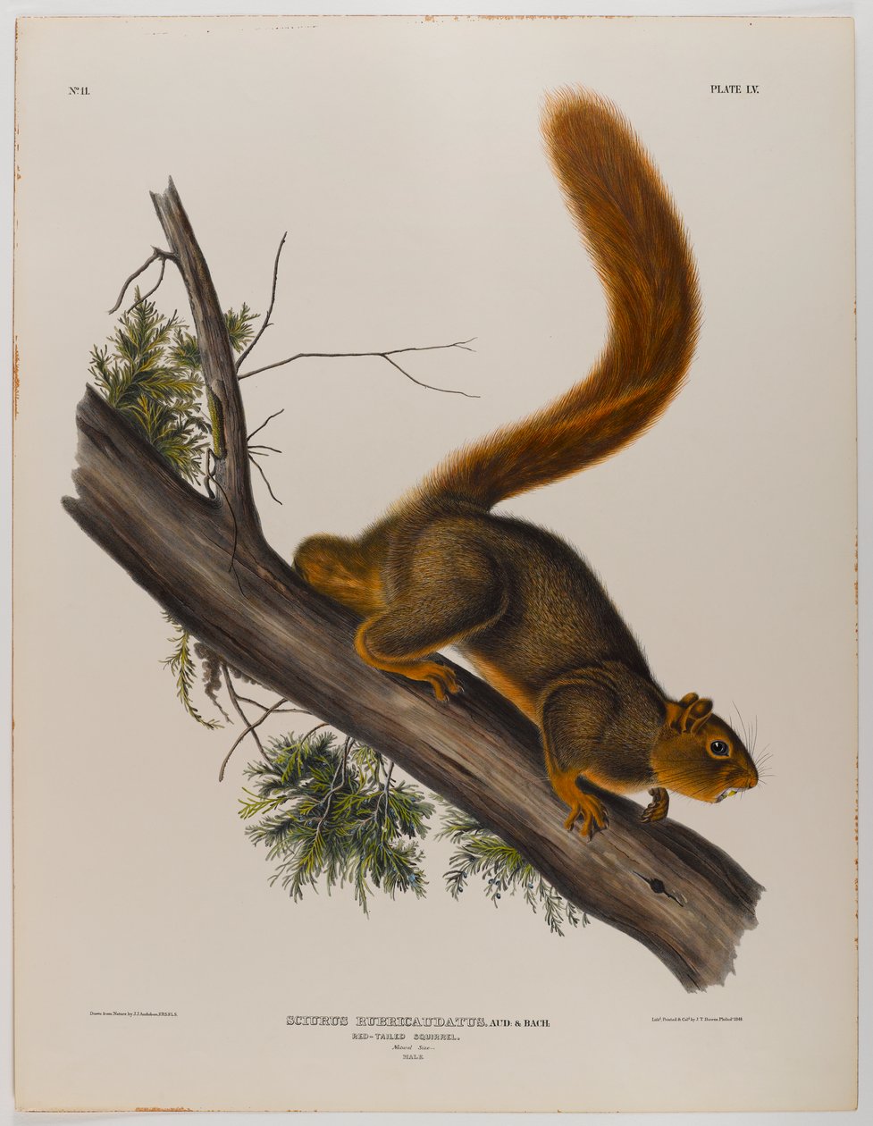 Punahäntä-orava tekijältä John James Audubon