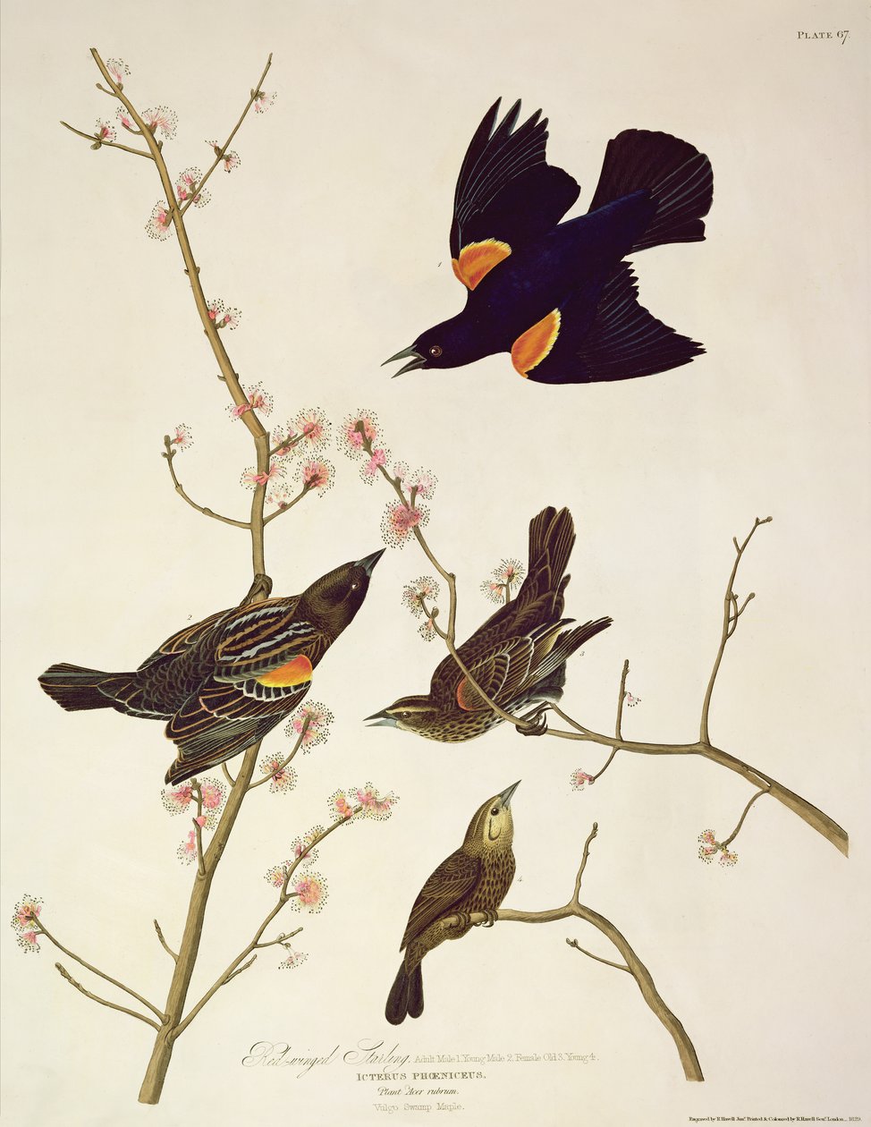 Punasiipinen Starling, "Birds of America", kaiverrettu Robert Havell (1793-1878), julkaistu 1820 tekijältä John James Audubon