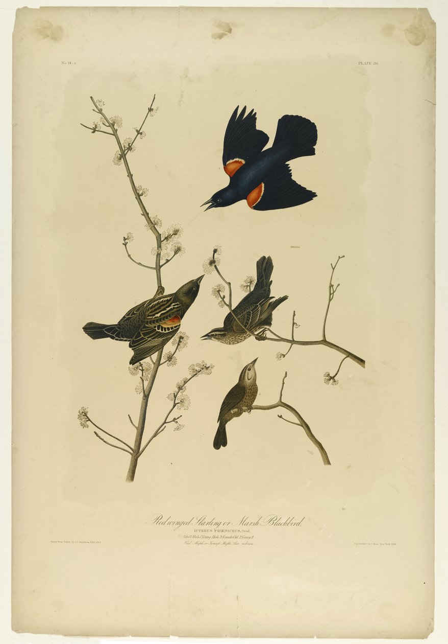 Punasiipinen Starling tai Marsh Blackbird, paina Julien Bien ja julkaisi Roe Lockwood & Son, 1861 (kromolitografia) tekijältä John James Audubon