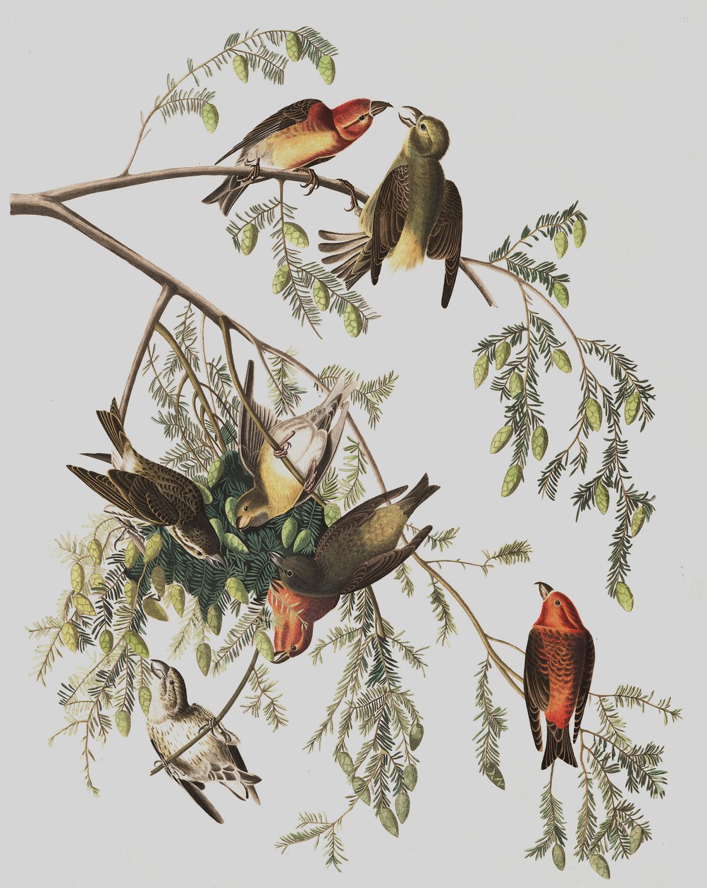 Red Crossbill, Loxia Curvirostra, John J. Audubonin "The Birds of America" -julkaisusta, pub. 1827-38 tekijältä John James Audubon