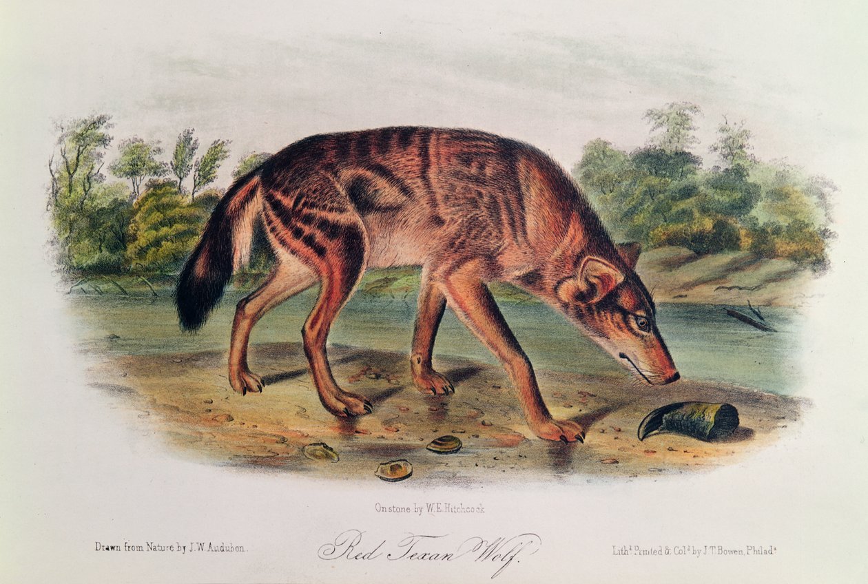 Punainen susi elokuvasta "Quadrupeds of North America", 1842-45 (käsinvärinen litografia) tekijältä John James Audubon