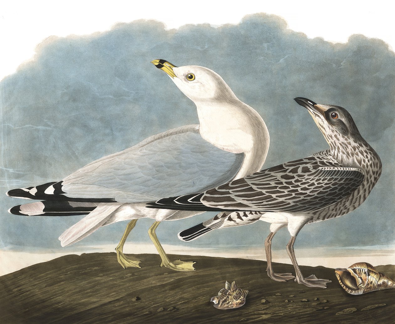 Ring-Billed Gull, Larus Delawarensis, John J. Audubonin "The Birds of America" -julkaisusta, pub. 1827-38 tekijältä John James Audubon
