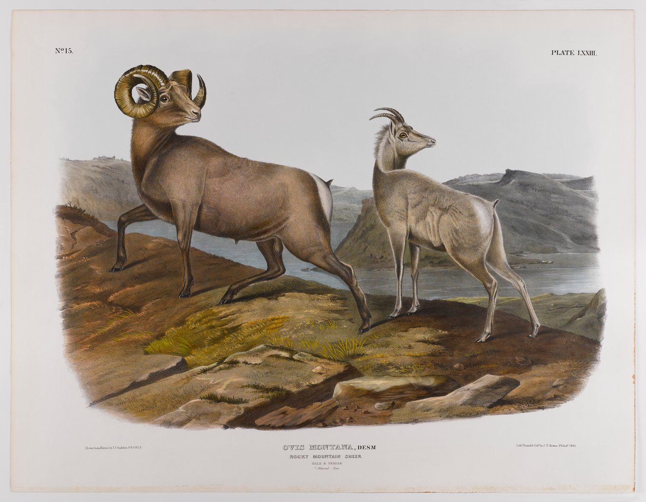 Rocky Mountain -lammas, 1845 tekijältä John James Audubon