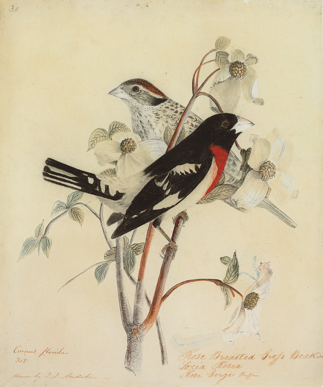 Ruusurintainen nokkapikka, 1938 tekijältä John James Audubon