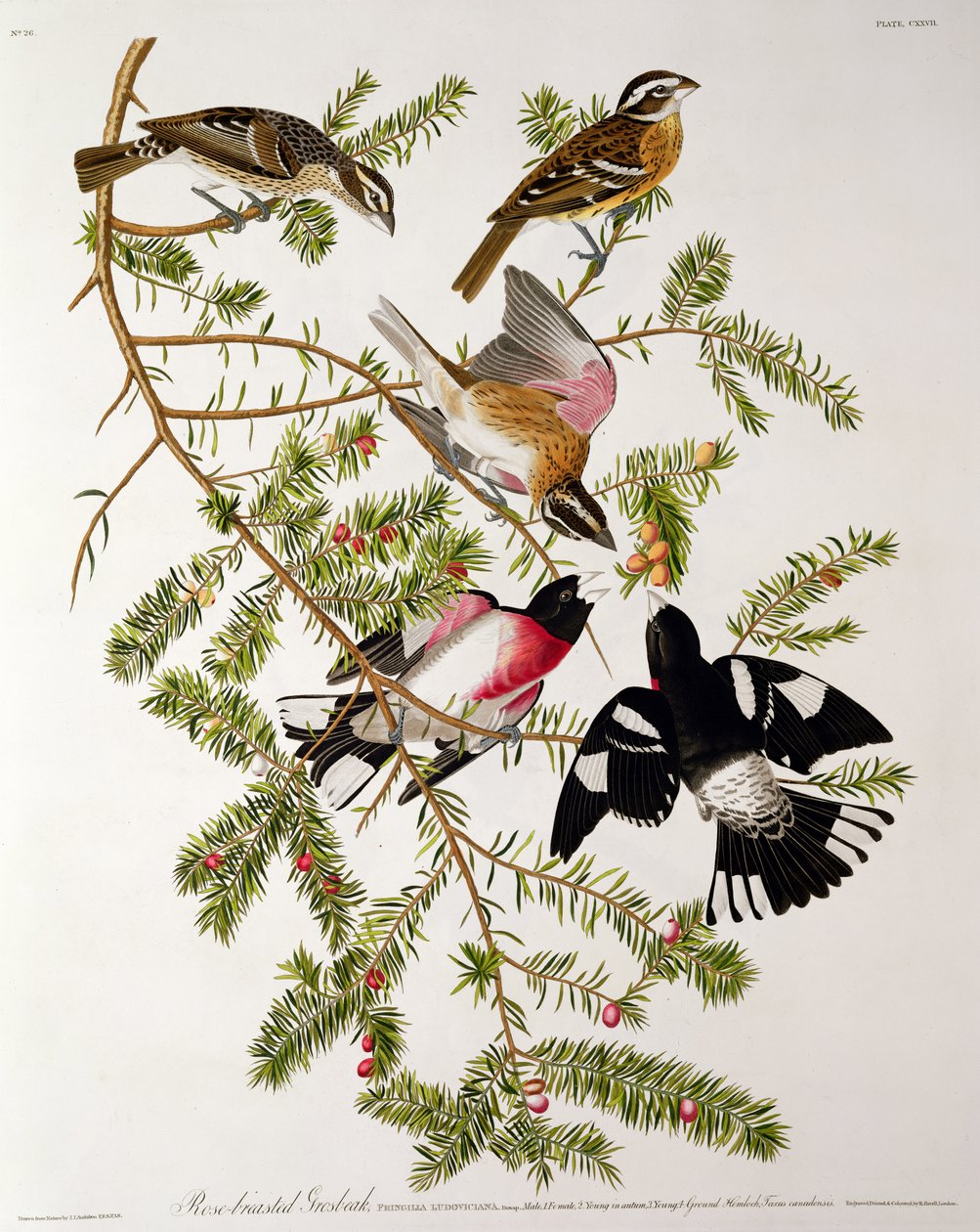 Rose-breasted Grosbeak, kirjasta "Birds of America", kaiverrus Robert Havell (1793-1878) tekijältä John James Audubon