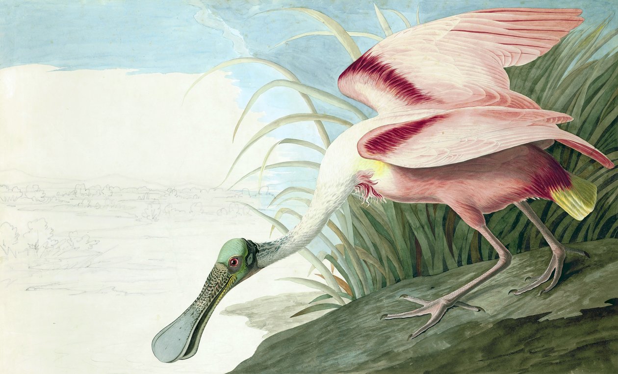 Roseate Spoonbill, Platalea Ajaja, John J. Audubonin "The Birds of America" -julkaisusta, pub. 1827-38 tekijältä John James Audubon