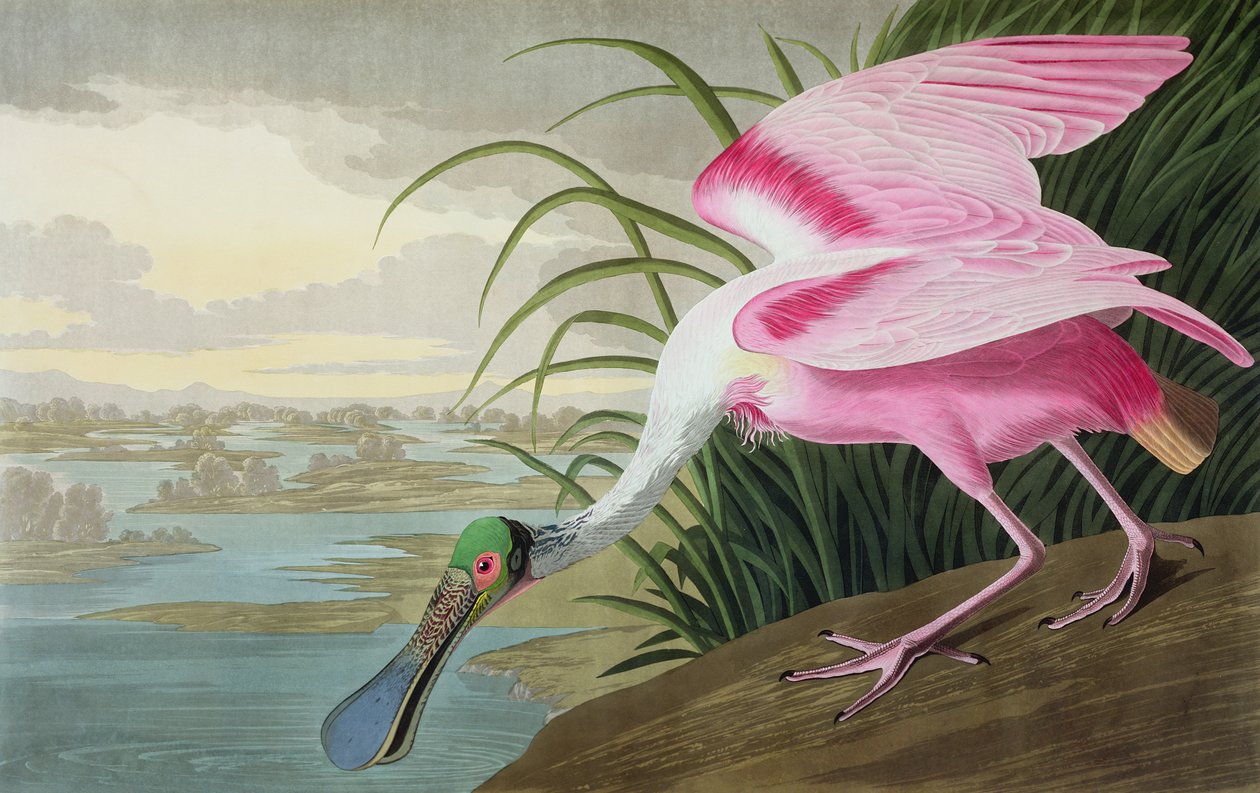 Ruusunokka, Platalea leucorodia, elokuvasta "The Birds of America", 1836 tekijältä John James Audubon