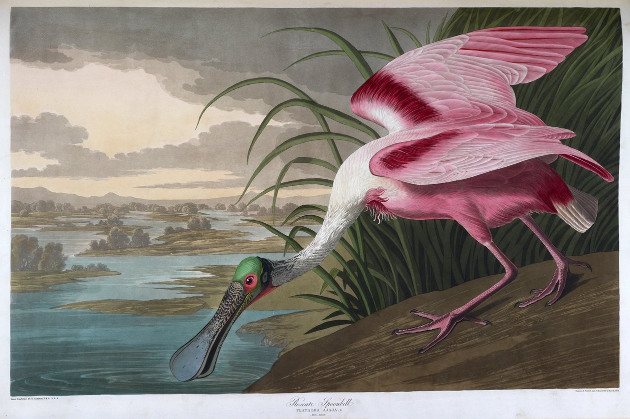 Ruusuinen lusikkanokka. Aikuinen mies tekijältä John James Audubon