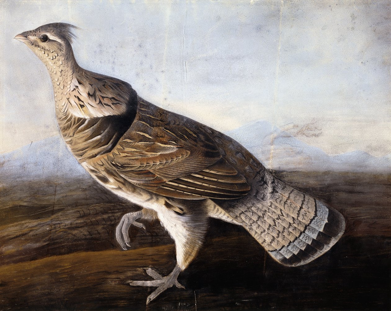 Ruffed Grouse, tekijältä John James Audubon