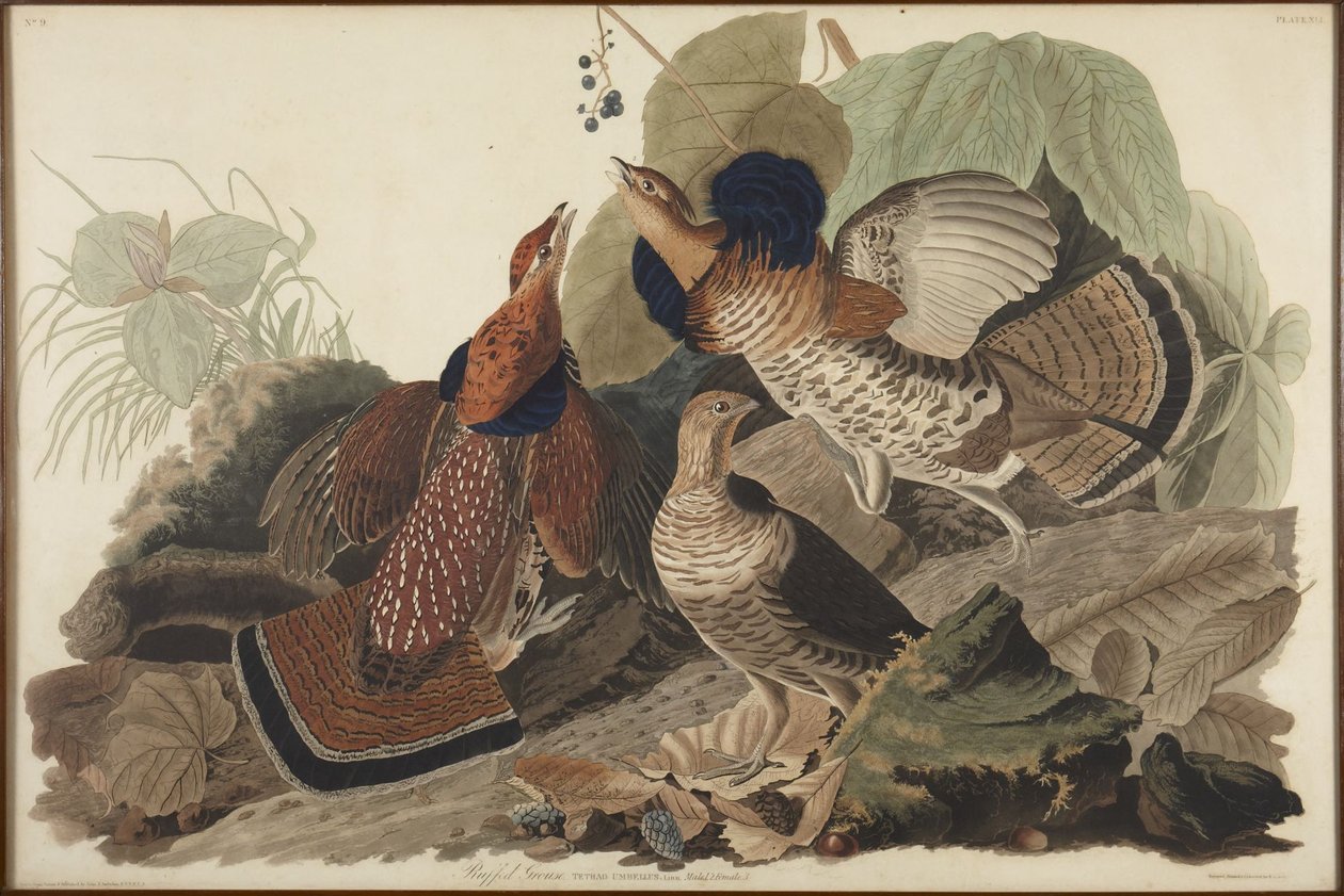 Pyykana tekijältä John James Audubon