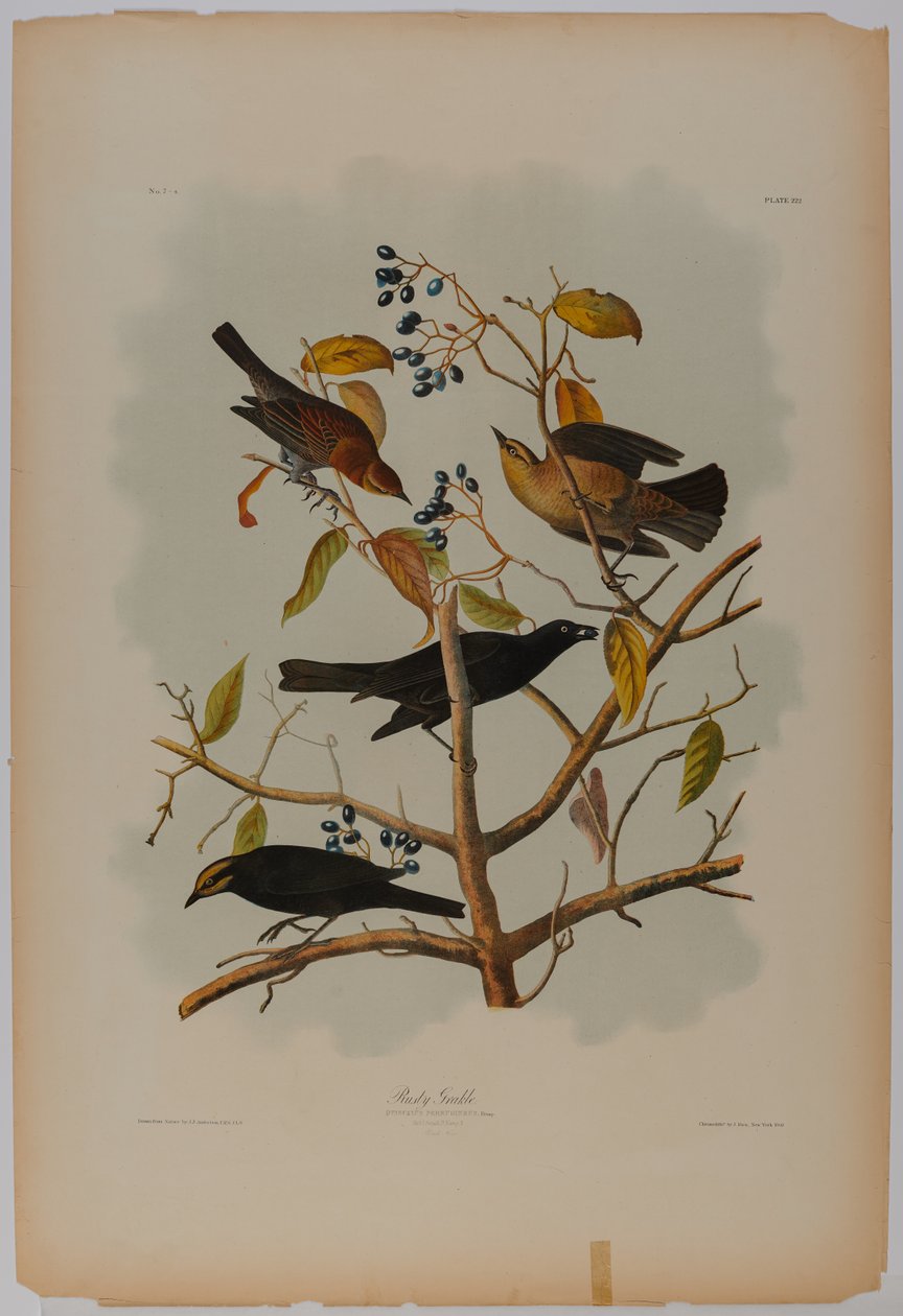 Rusty Grackle tekijältä John James Audubon